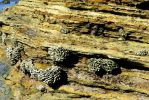 PICTURES/Cabrillo National Monument/t_Barnacles3.JPG
